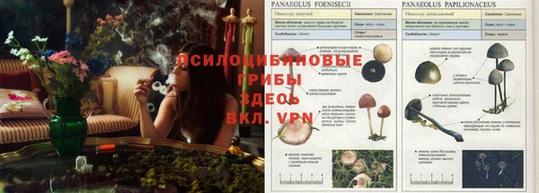 spice Касимов